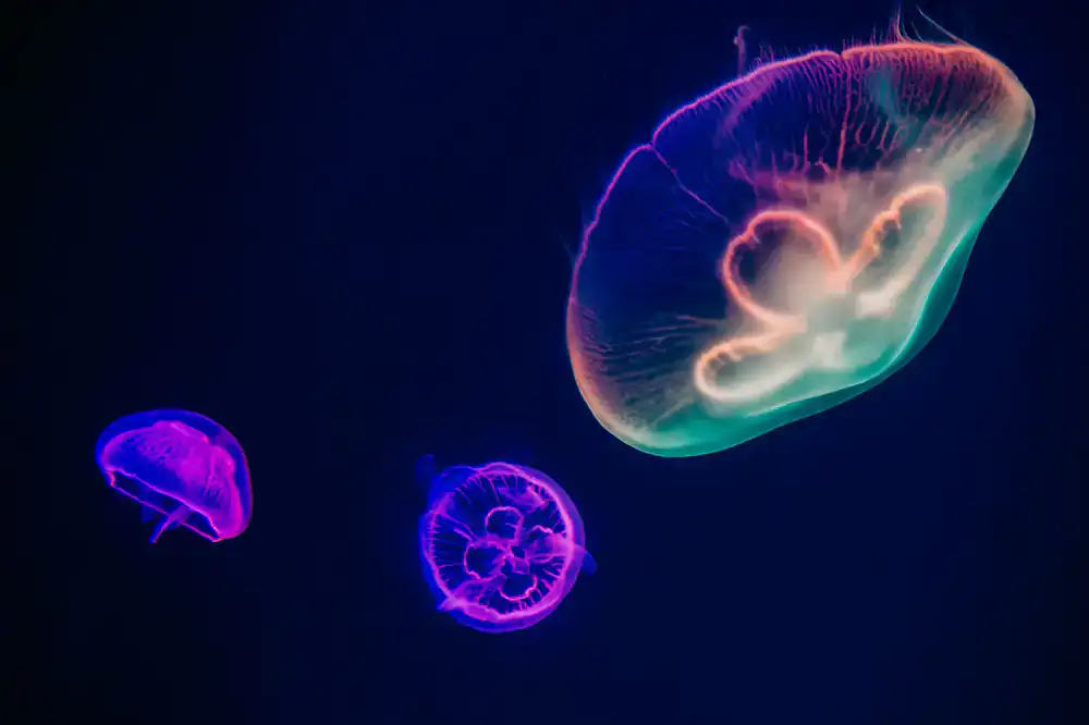 Gameplay screenshot of Deep Blue Dash showing colorful ocean creatures