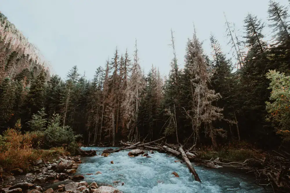 Relaxing gameplay of River Rush in a serene forest environment